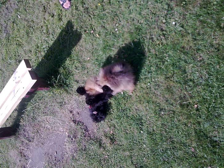 Pomeranian gismo billede 17