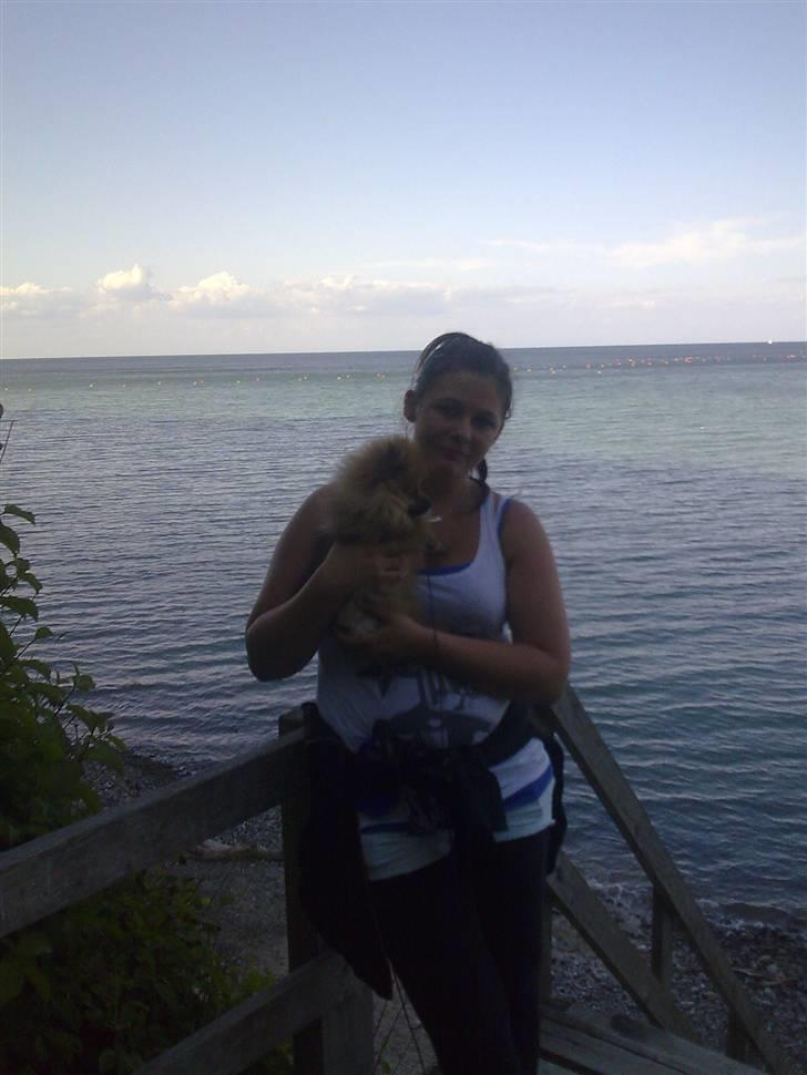 Pomeranian gismo billede 18