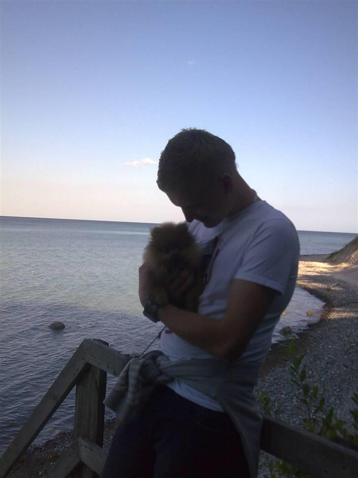 Pomeranian gismo billede 19