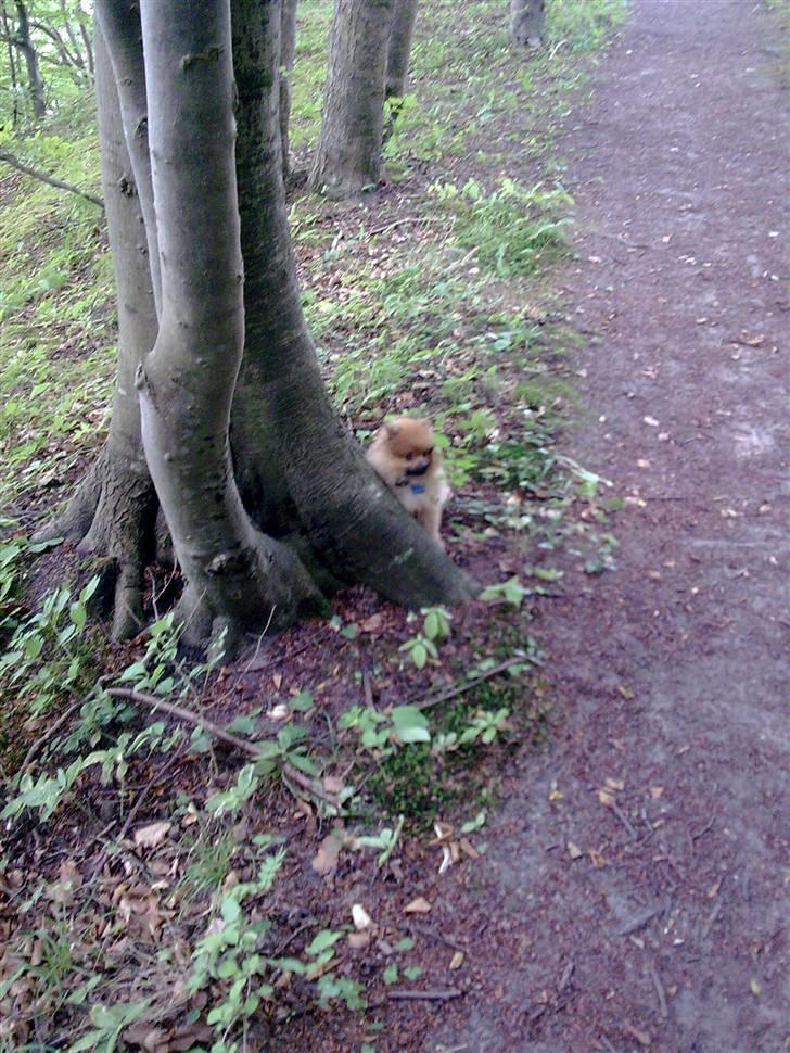 Pomeranian gismo billede 20