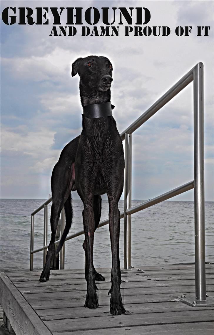 Greyhound Money *2010* - TADA :D billede 3