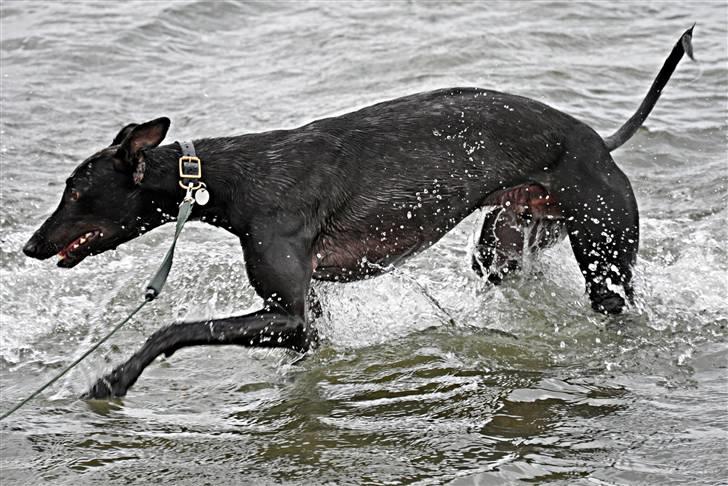 Greyhound Money *2010* - han elsker vand :D billede 4