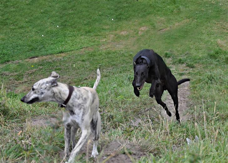 Greyhound Money *2010* - hahah :D death from behind :D billede 5