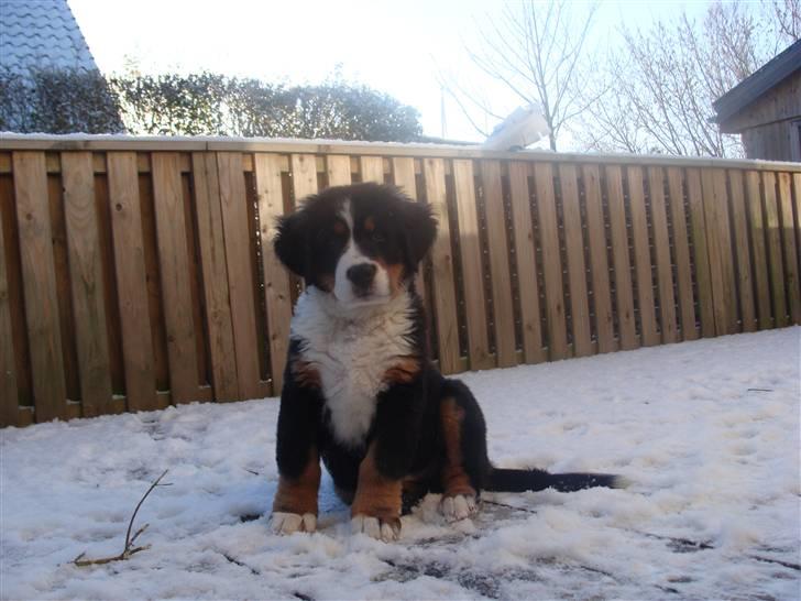 Berner sennenhund Taiger H - Første gang han oplevede sne (selv om det var i ret små mængder) billede 6