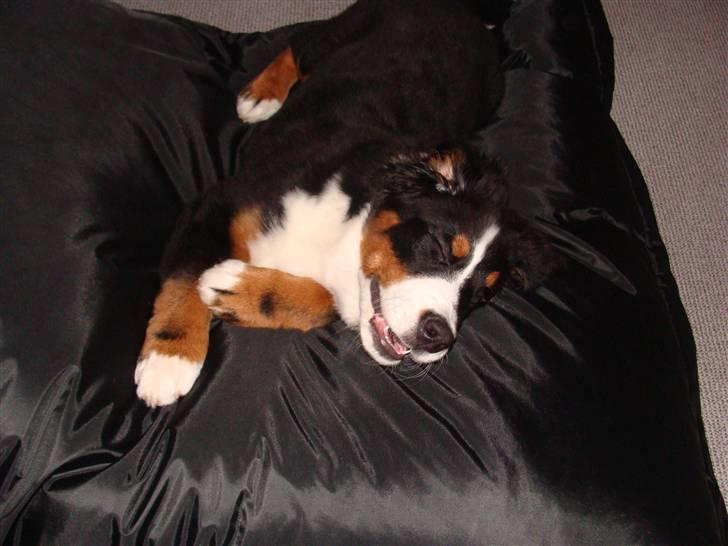 Berner sennenhund Taiger H - Yndlingspladsen i stuen (fatboy´en) billede 7