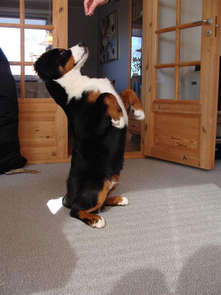 Berner sennenhund Taiger H - Et lille trick de små hunde tril træning har lært os... billede 8