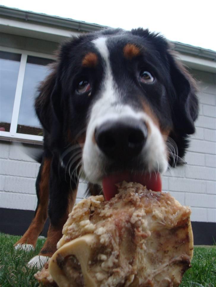 Berner sennenhund Taiger H - Fik et dejligt okseben og holder godt øje med der ikke kommer nogen og ta´r det.. billede 9