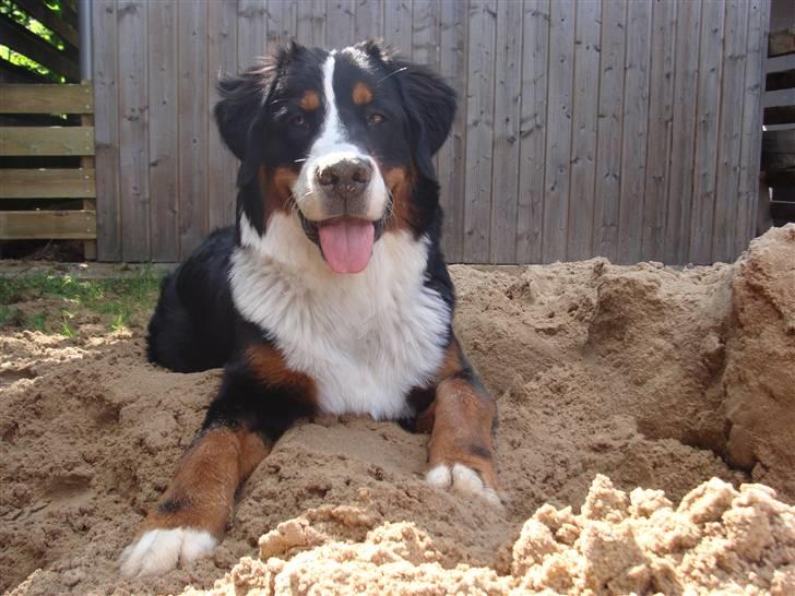 Berner sennenhund Taiger H - Leger i haven (hvor der engang lå en høj sandbunke - til fliser..) billede 10