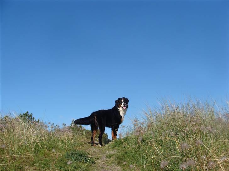 Berner sennenhund Taiger H - Gåtur før hundetræning billede 11