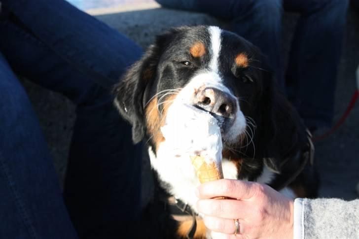 Berner sennenhund Taiger H - En del af hvalpetræning - gåtur i byen og afslutning med is på havnen billede 12