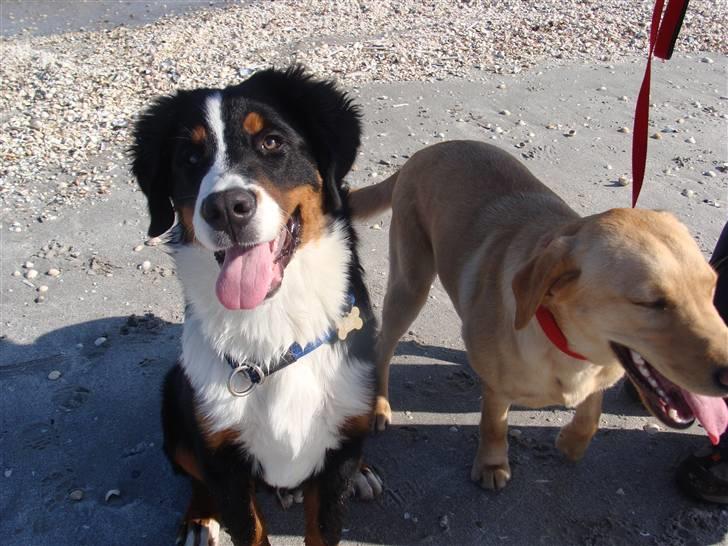 Berner sennenhund Taiger H - Leg på stranden før hundetræning.  billede 13