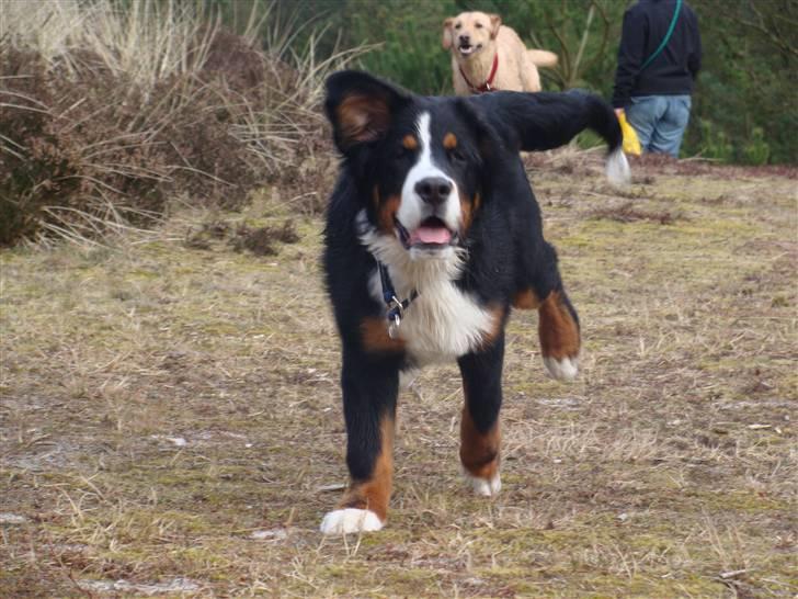 Berner sennenhund Taiger H - Leg på pladsen efter træning billede 14