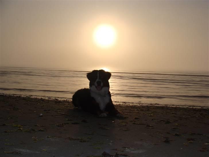 Berner sennenhund Taiger H - Tidlig morgentur på stranden hjemme i Sæby billede 15