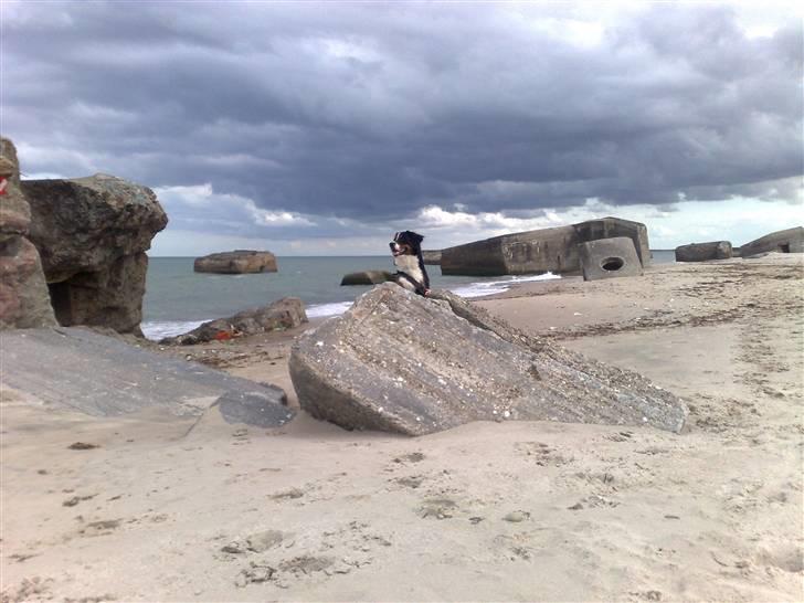 Berner sennenhund Taiger H - Med på sommerferie (studerer lige terrænet ved Vigsø Strand) billede 16