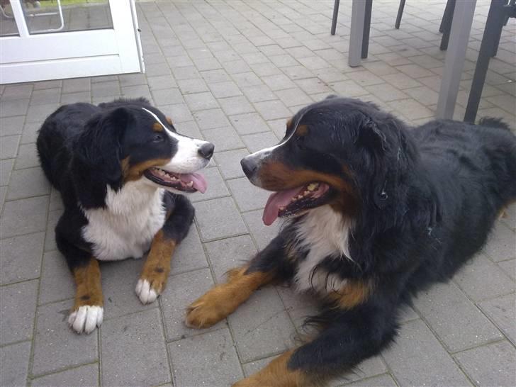 Berner sennenhund Taiger H - På sommerferie og på besøg hos mor og far i Varde. Billedet her forestiller far og søn billede 17