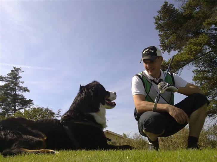 Berner sennenhund Taiger H - Med på sommerferie og på golfbanen i Blåvandshuk (dejligt med en 4-timers gåtur) billede 18