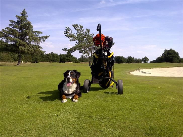 Berner sennenhund Taiger H - Lidt træt efter 4 timers gåtur på Blåvandshuk golfklub. billede 19