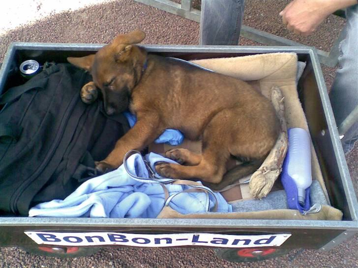 Schæferhund Kenzally´s Alpha (Kenzo) R.I.P   : ( - Kenzo var med i Bonbonland, vi havde lejet en vogn som han kunne slappe af i..  og man må sige at han var i drømmeland på dette billed : ) billede 11