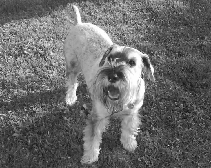 Mellemschnauzer Four Legs Dengsepigen - Har du også en godbid til mig? billede 5