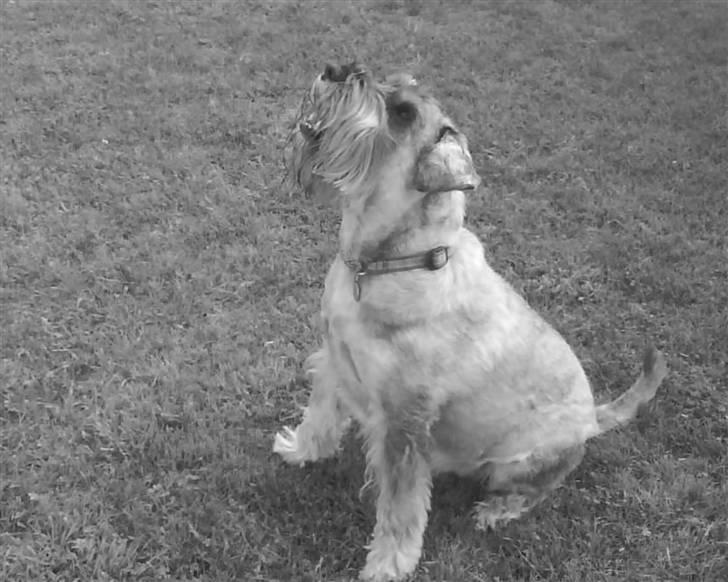 Mellemschnauzer Four Legs Dengsepigen - Klar til at hoppe :o billede 6