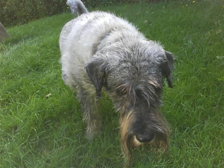 Mellemschnauzer Four Legs Dengsepigen - ´Toiletbesøg´ Hihi billede 7