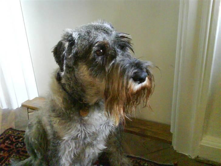 Mellemschnauzer Four Legs Dengsepigen - Model hunden :D billede 8