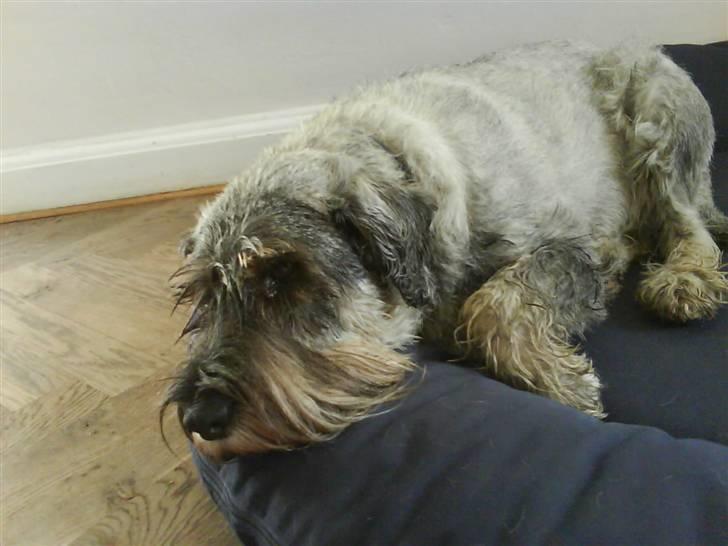 Mellemschnauzer Four Legs Dengsepigen - "Hvornår kommer du med den godbid?" billede 9