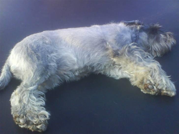 Mellemschnauzer Four Legs Dengsepigen - Den lille hund på trampolinen billede 10