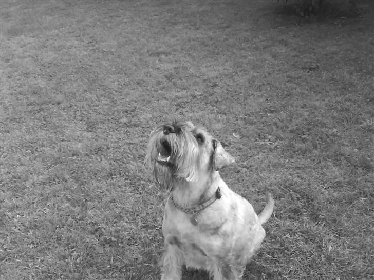 Mellemschnauzer Four Legs Dengsepigen billede 11