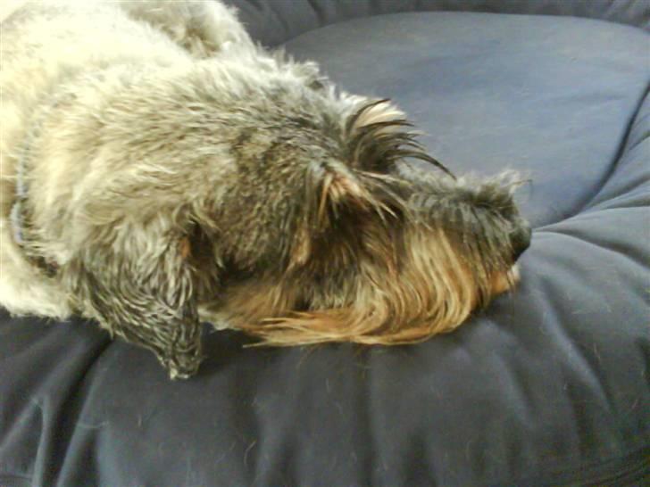 Mellemschnauzer Four Legs Dengsepigen - Det så det hun benytter sig af mest i dagligdagen XD billede 12