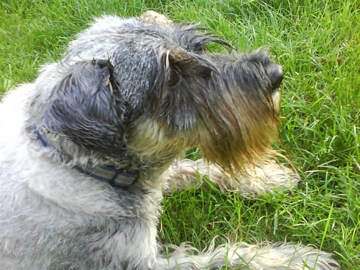 Mellemschnauzer Four Legs Dengsepigen - Jeg hørte noget! :O billede 13