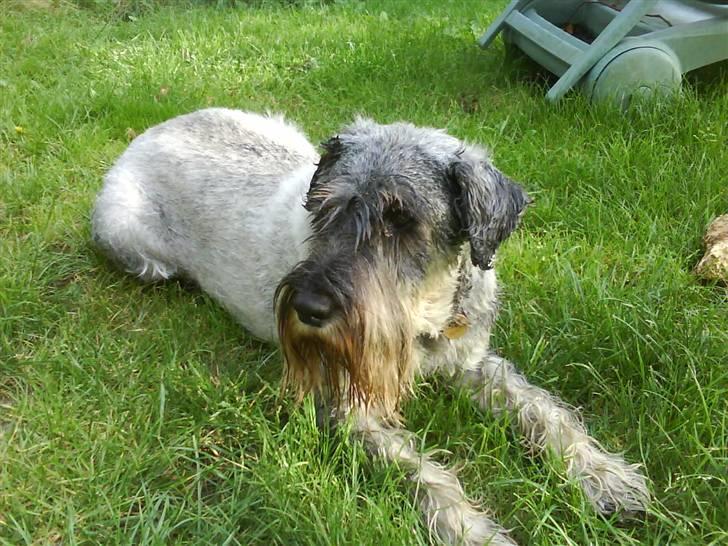 Mellemschnauzer Four Legs Dengsepigen billede 14