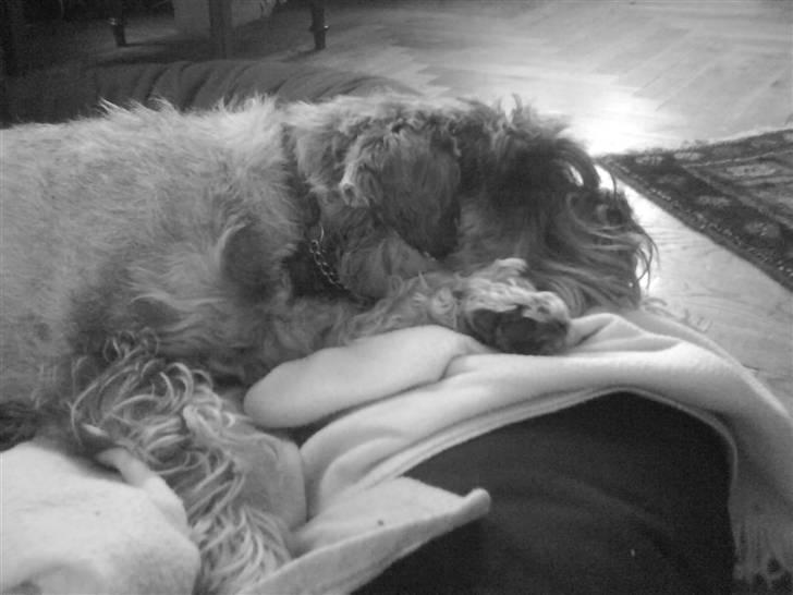 Mellemschnauzer Four Legs Dengsepigen - Se hvor fin jeg er billede 15