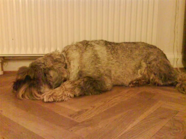 Mellemschnauzer Four Legs Dengsepigen billede 16