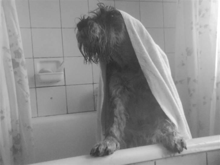 Mellemschnauzer Four Legs Dengsepigen billede 17