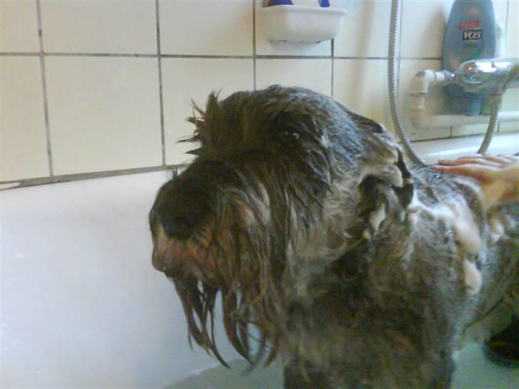 Mellemschnauzer Four Legs Dengsepigen - Dejligt med en gåtur billede 18