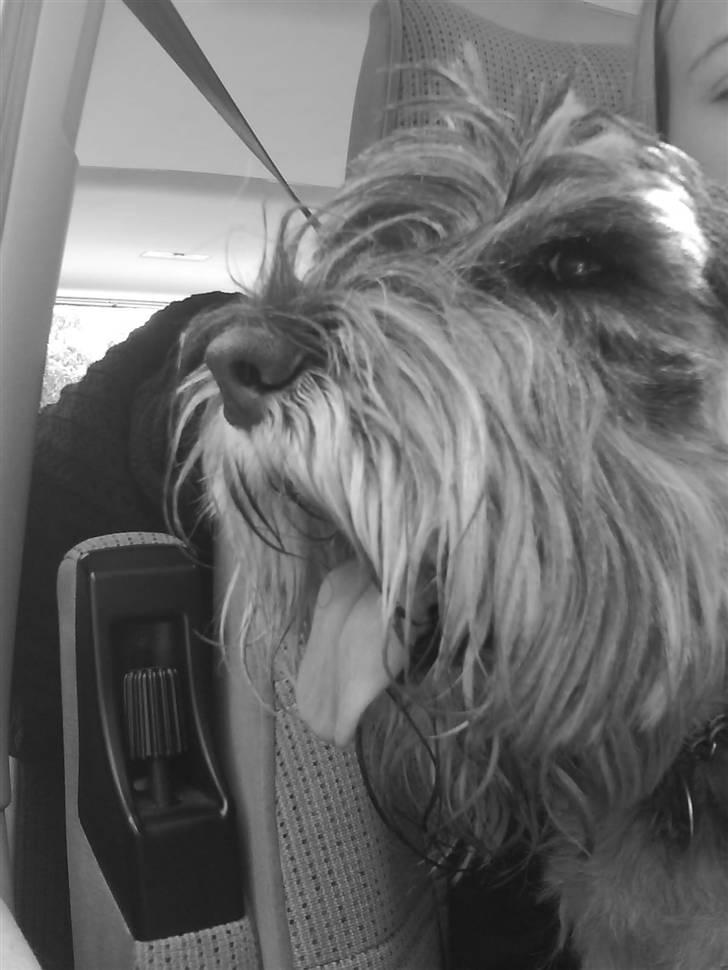 Mellemschnauzer Four Legs Dengsepigen - Jeg elsker at kigge ud af vinduet når vi kører :P billede 19