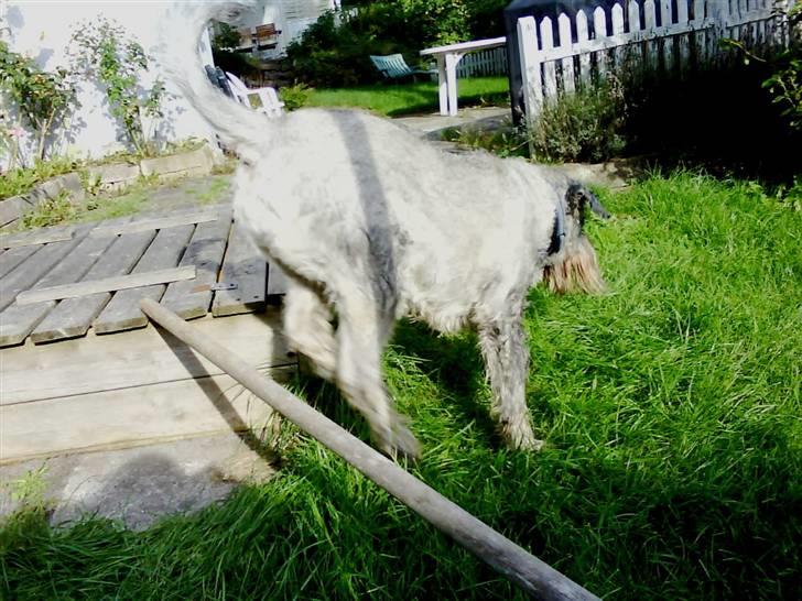 Mellemschnauzer Four Legs Dengsepigen - Farvel, tak fordi du kiggede forbi! :) billede 20
