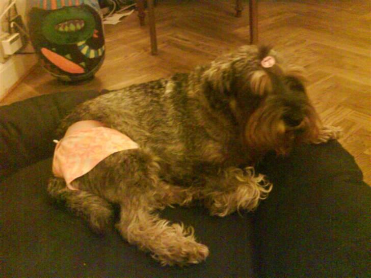 Mellemschnauzer Four Legs Danish Delight - Hun er faldet om :D billede 8