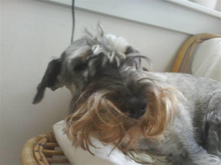 Mellemschnauzer Four Legs Danish Delight - "Snakker du til mig?" billede 9