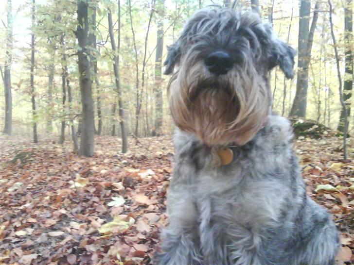 Mellemschnauzer Four Legs Danish Delight - Dengang hun havde hvalpe :) billede 10