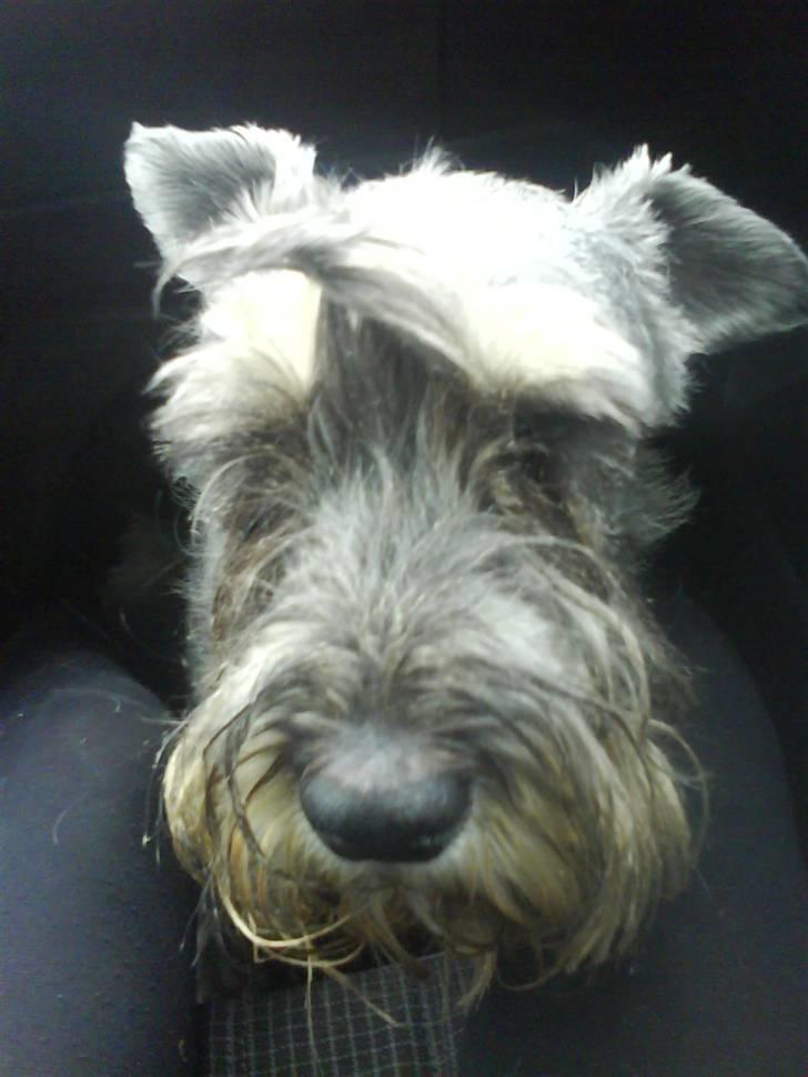 Mellemschnauzer Four Legs Danish Delight billede 11