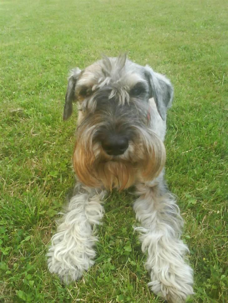 Mellemschnauzer Four Legs Danish Delight billede 12