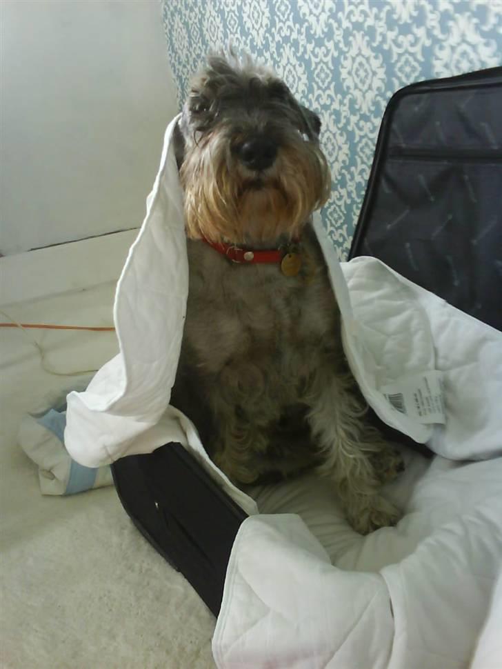 Mellemschnauzer Four Legs Danish Delight billede 13