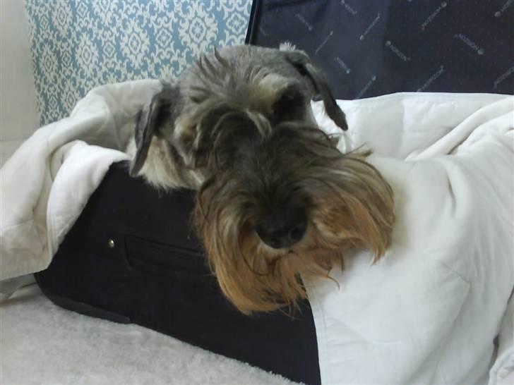 Mellemschnauzer Four Legs Danish Delight - "Hihi jeg kig lige op i Idas kuffert lad vær med at sige det til hende" :D <3 billede 14