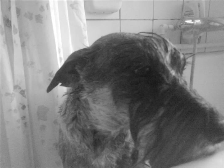 Mellemschnauzer Four Legs Danish Delight - Jeg har været i bad  billede 15