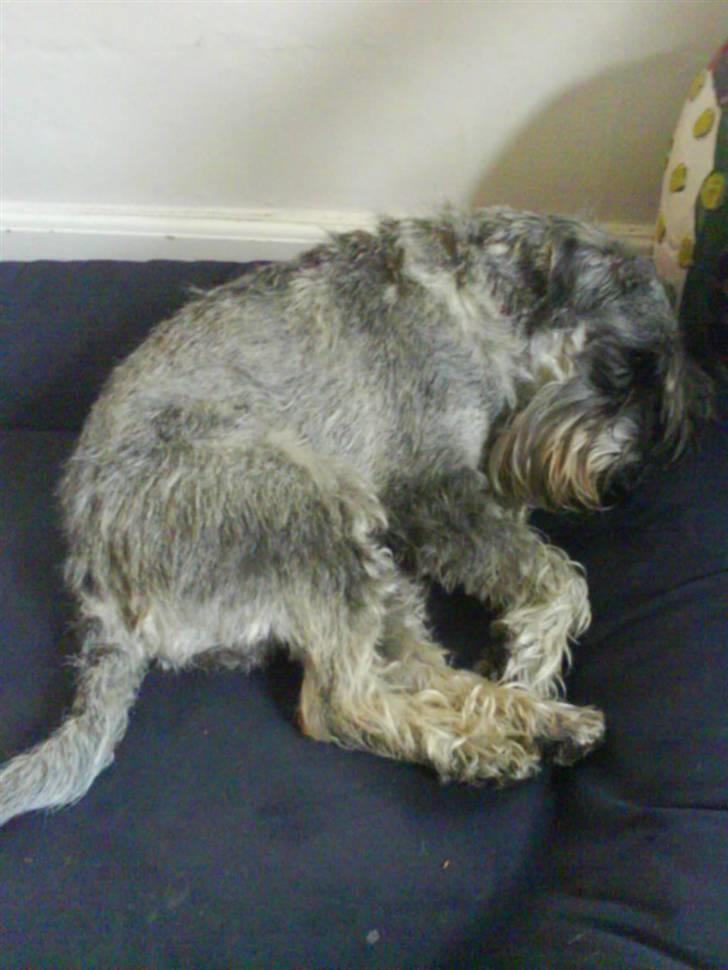 Mellemschnauzer Four Legs Danish Delight - Pjusket pels :) billede 16