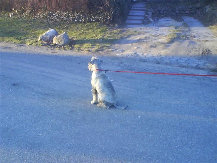 Mellemschnauzer Four Legs Danish Delight - Jeg elsker at gå ture (: <3 billede 17