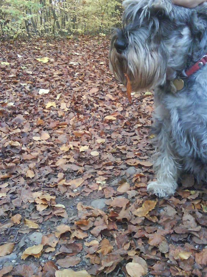 Mellemschnauzer Four Legs Danish Delight - Jeg var godt nok tørstig :D billede 18