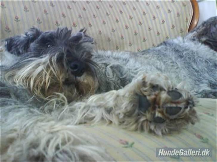 Mellemschnauzer Four Legs Danish Delight - Råhygge <33 :D billede 19